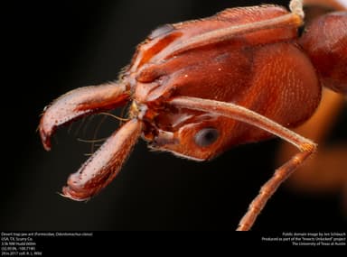 Odontomachus clarus photo 1