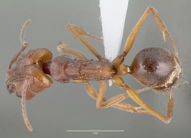 Odontomachus clarus — queen photo 2