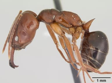 Odontomachus clarus — queen photo 3