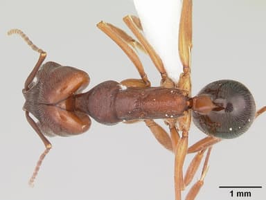 Odontomachus clarus — queen photo 4
