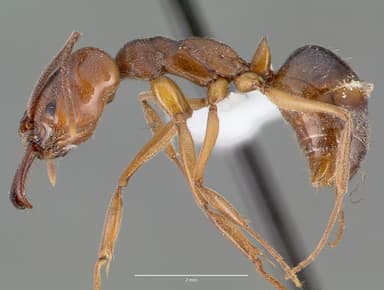 Odontomachus clarus — queen photo 5