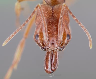 Odontomachus clarus — queen photo 6