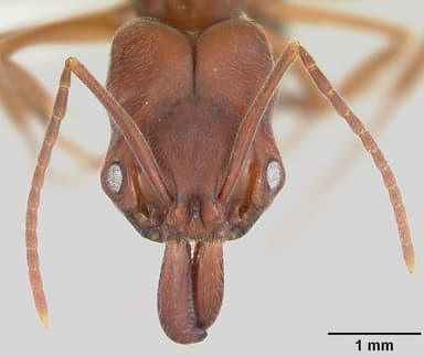 Odontomachus clarus — queen photo 7