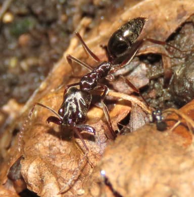 Odontomachus haematodus photo 14