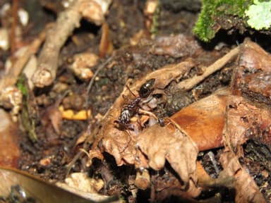 Odontomachus haematodus photo 16