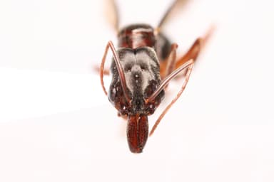 Odontomachus haematodus photo 19