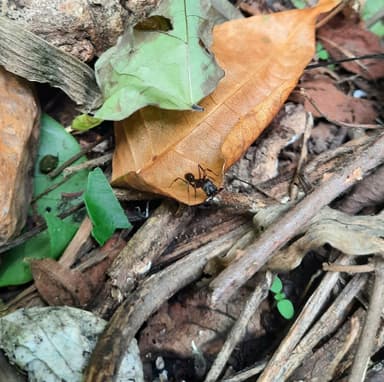 Odontomachus haematodus photo 20