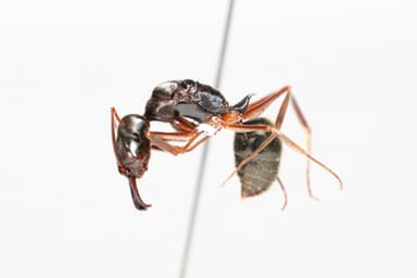 Odontomachus haematodus photo 22