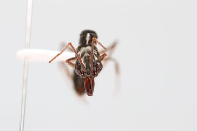 Odontomachus haematodus photo 23