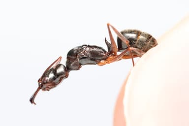 Odontomachus haematodus photo 26