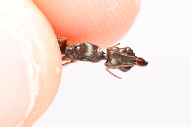 Odontomachus haematodus photo 29