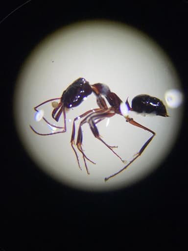 Odontomachus haematodus photo 41