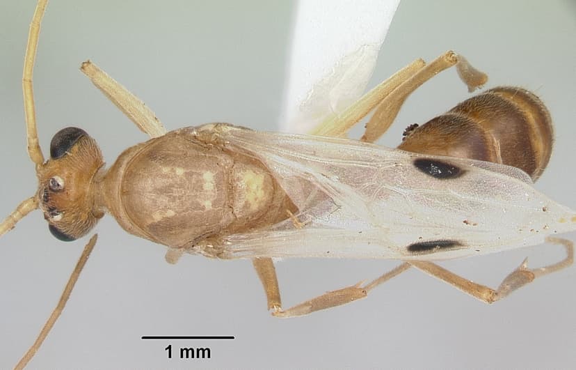 Odontomachus haematodus photo 1