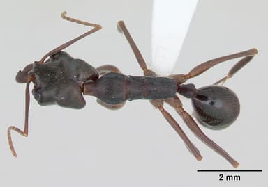 Odontomachus haematodus — queen photo 2