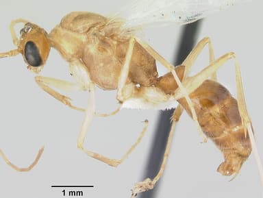 Odontomachus haematodus — queen photo 6