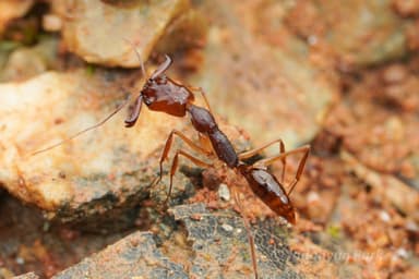 Odontomachus rixosus photo 6