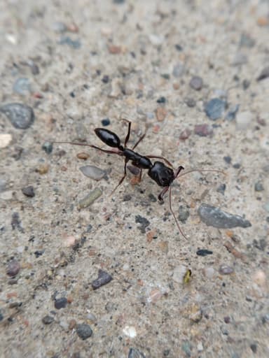 Odontomachus rixosus photo 7
