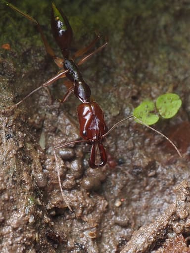 Odontomachus rixosus photo 11