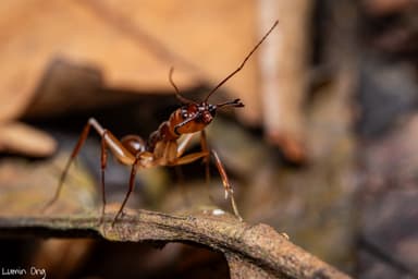 Odontomachus rixosus photo 16