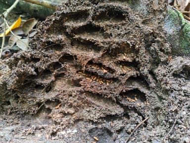 Odontomachus simillimus — colony photo 20
