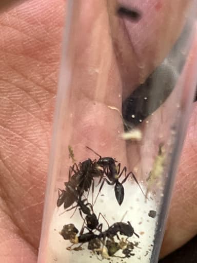 Odontomachus simillimus photo 21