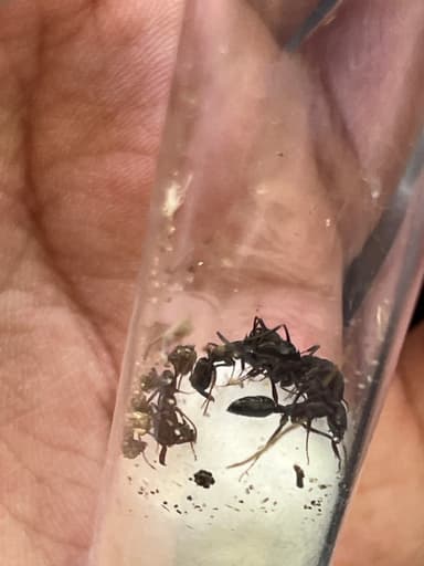 Odontomachus simillimus photo 22