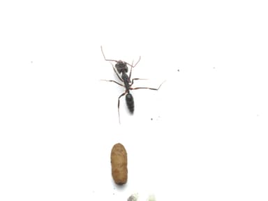 Odontomachus simillimus photo 26