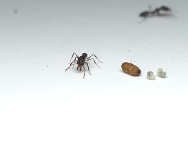 Odontomachus simillimus photo 30