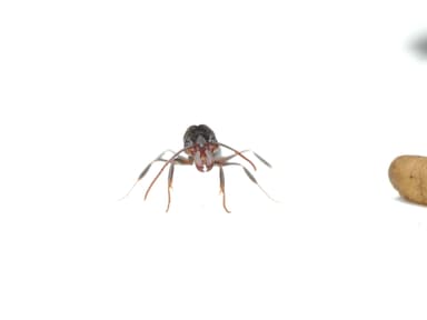 Odontomachus simillimus photo 31