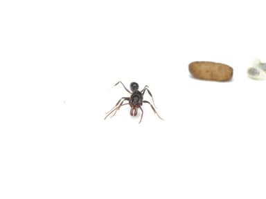 Odontomachus simillimus photo 33