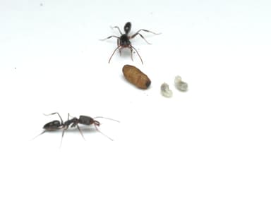 Odontomachus simillimus photo 34