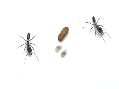 Odontomachus simillimus photo 36