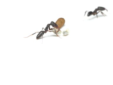 Odontomachus simillimus photo 37