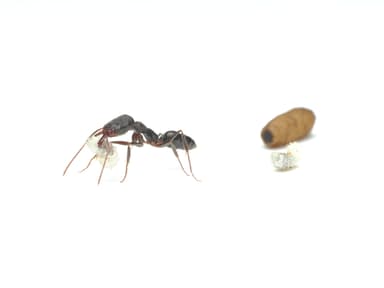 Odontomachus simillimus photo 38