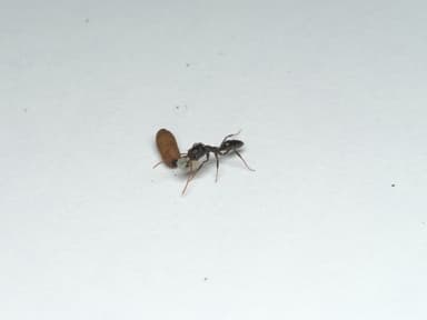 Odontomachus simillimus photo 39