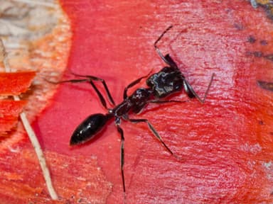 Odontomachus simillimus photo 40