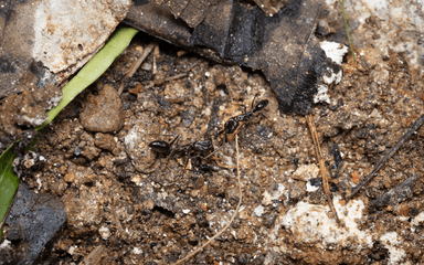 Odontomachus simillimus photo 41