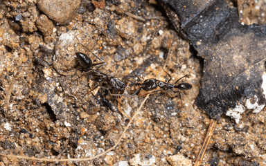 Odontomachus simillimus photo 42