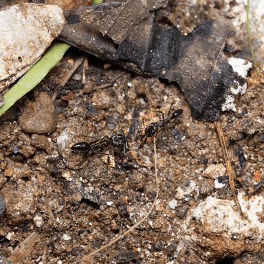 Odontomachus simillimus photo 43