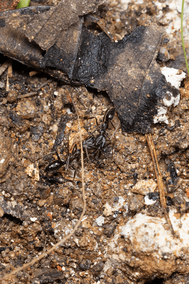 Odontomachus simillimus photo 45