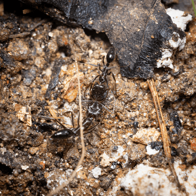 Odontomachus simillimus photo 46
