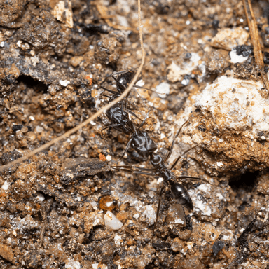 Odontomachus simillimus photo 47