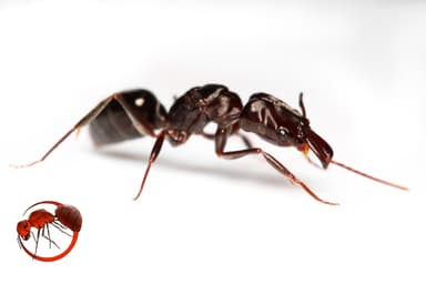 Odontomachus simillimus photo 48