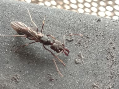 Odontomachus simillimus photo 49