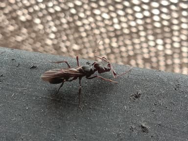 Odontomachus simillimus photo 50