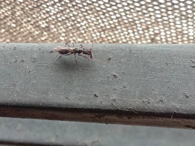 Odontomachus simillimus photo 51