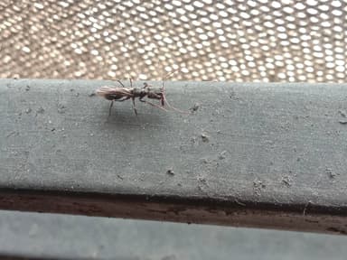 Odontomachus simillimus photo 52