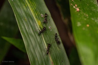 Odontomachus simillimus photo 53
