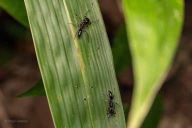 Odontomachus simillimus photo 54