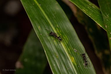 Odontomachus simillimus photo 55